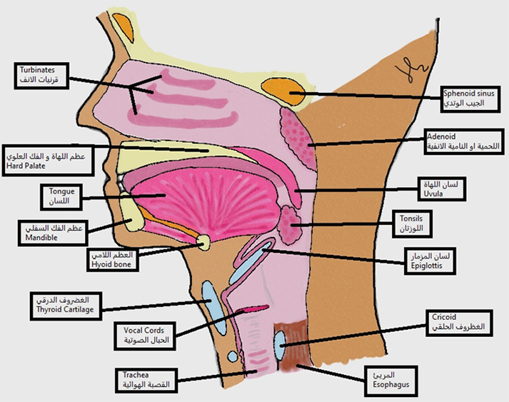 Micro Laryngoscopy